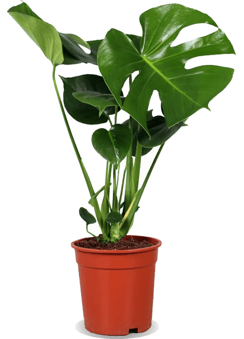 Monstera deliciosa (Fensterblatt) (M)