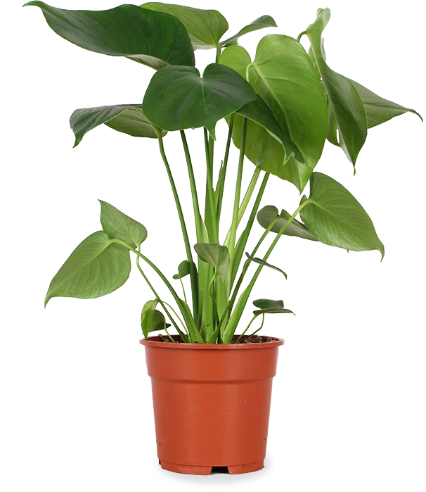 Monstera deliciosa (Fensterblatt) (M)
