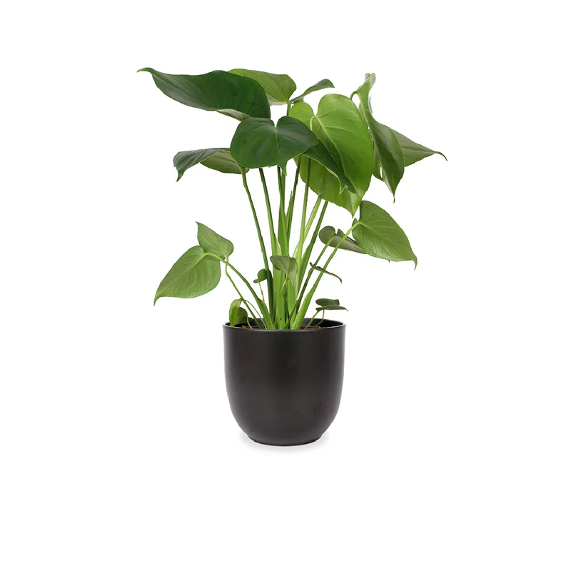 Monstera deliciosa (Fensterblatt) (M)