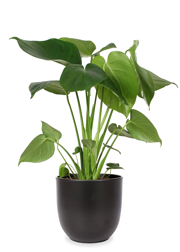 Monstera deliciosa (Fensterblatt) (M)