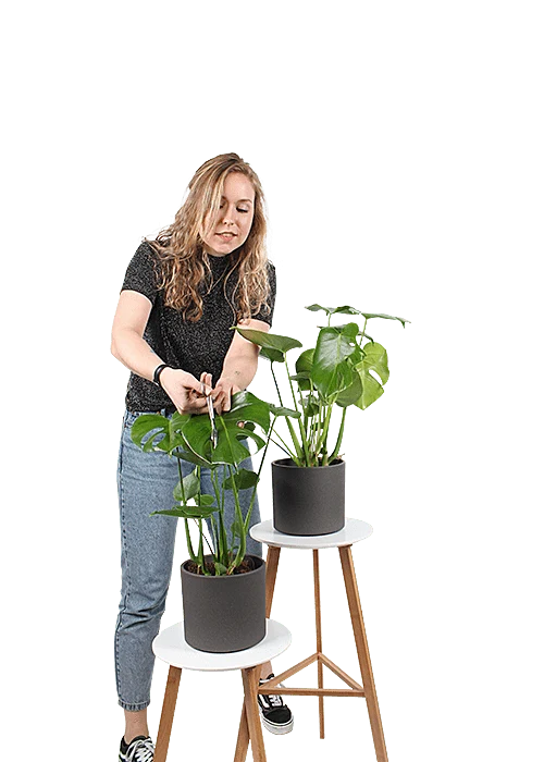 Monstera deliciosa (Fensterblatt) (M)