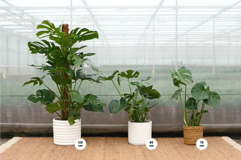 Monstera deliciosa (Fensterblatt) (M)