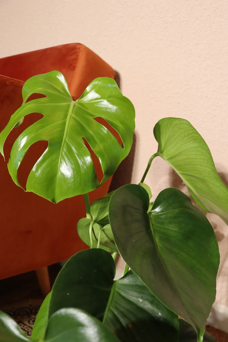 Monstera deliciosa (Fensterblatt) (M)
