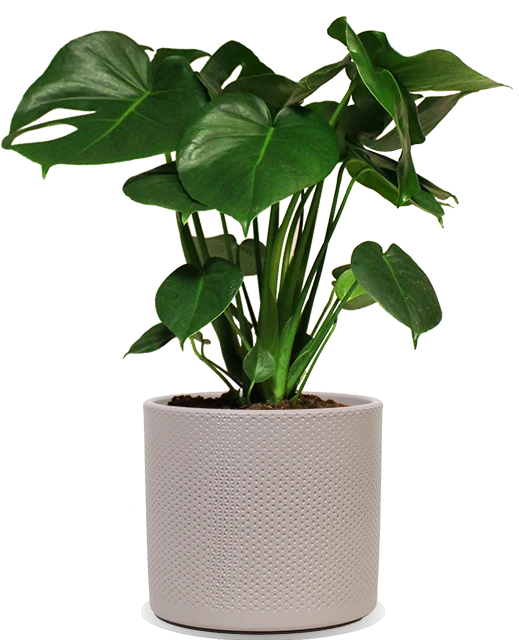 Monstera deliciosa (Fensterblatt) (M)