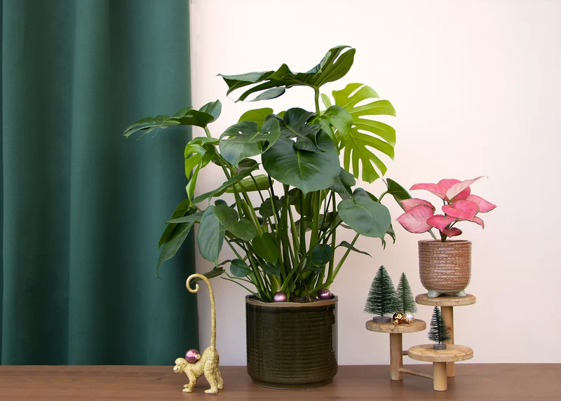 Monstera deliciosa (Fensterblatt) (M)