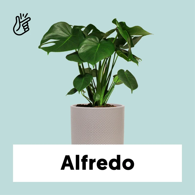 Monstera deliciosa (Fensterblatt) (M)
