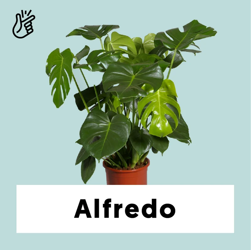 Monstera deliciosa (Fensterblatt) (M)