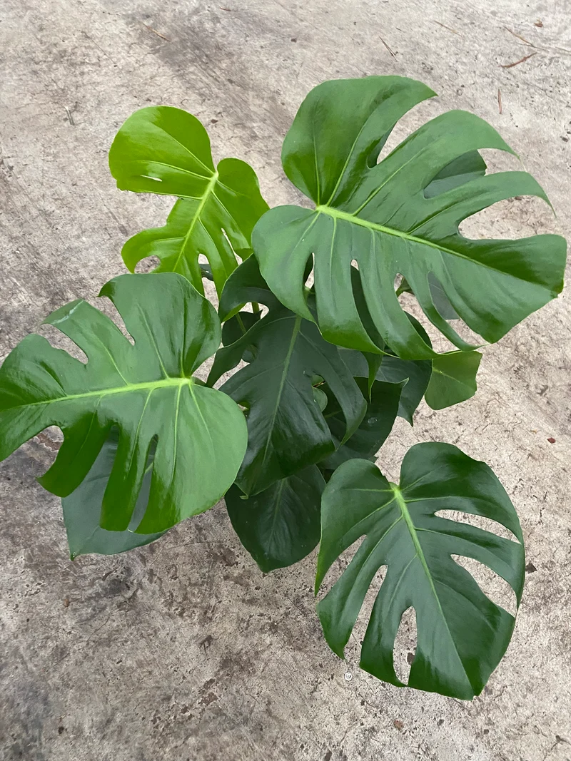 Monstera deliciosa (Fensterblatt) (M)