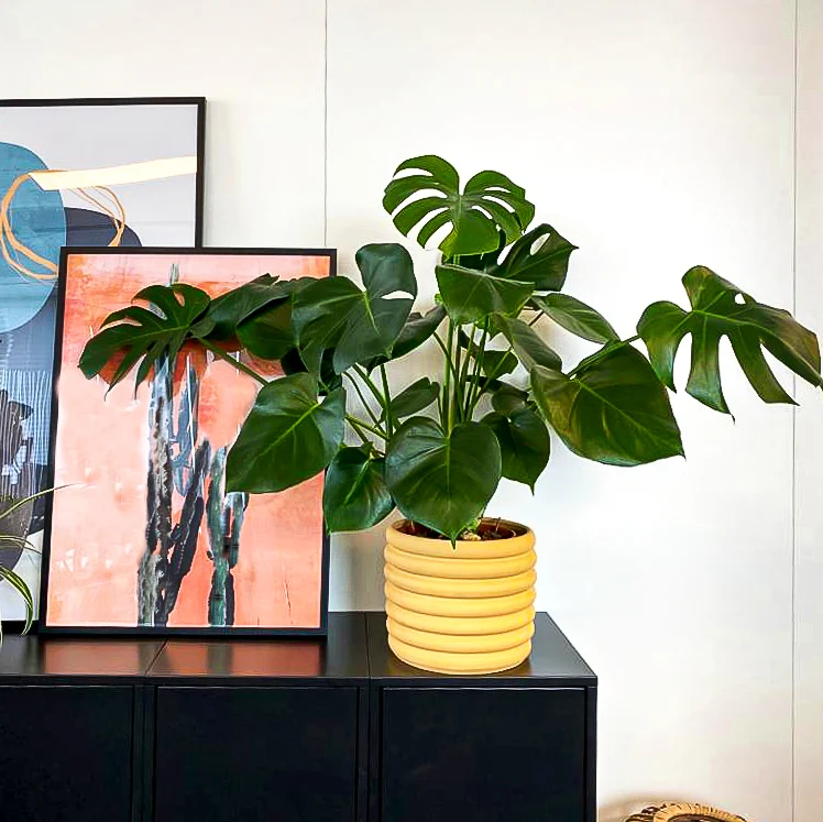 Monstera deliciosa (Fensterblatt) (M)
