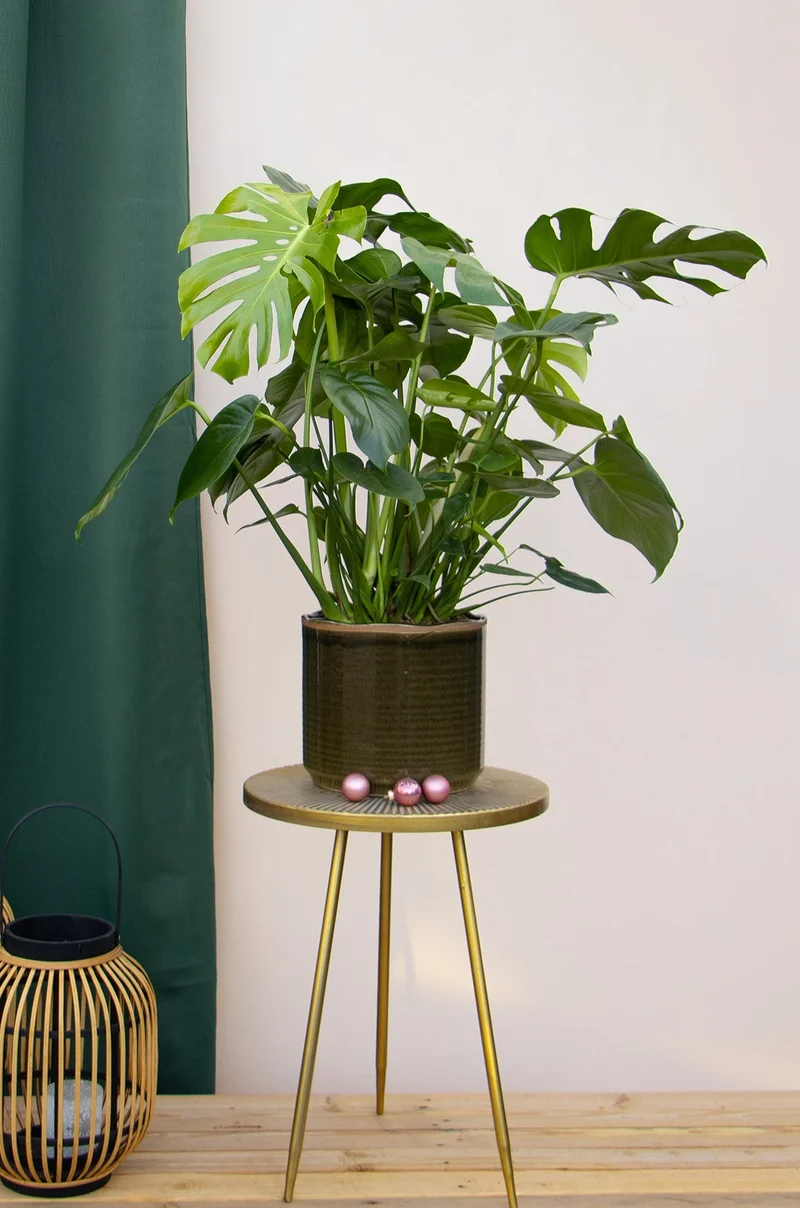Monstera deliciosa (Fensterblatt) (M)