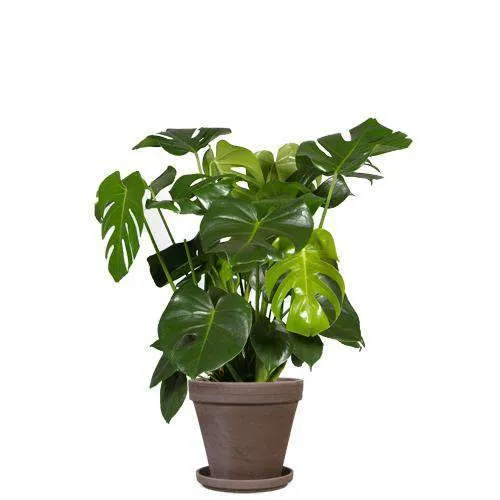 Monstera deliciosa (Fensterblatt) (M)