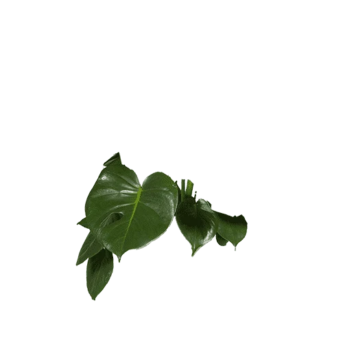 Monstera deliciosa (Fensterblatt) (M)