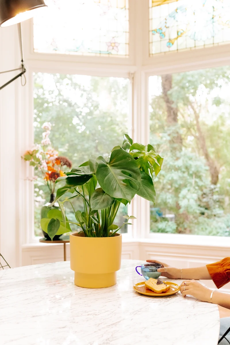Monstera deliciosa (Fensterblatt) (M)
