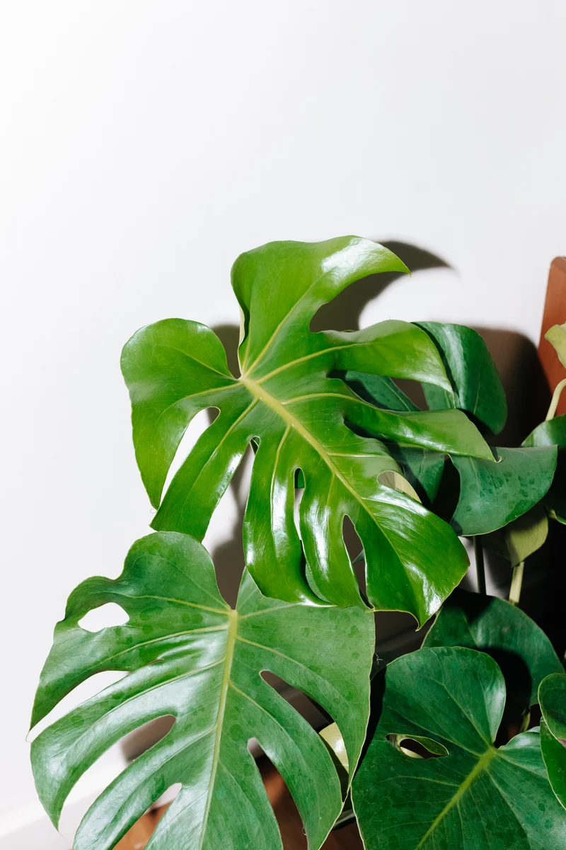 Monstera deliciosa (Fensterblatt) (M)