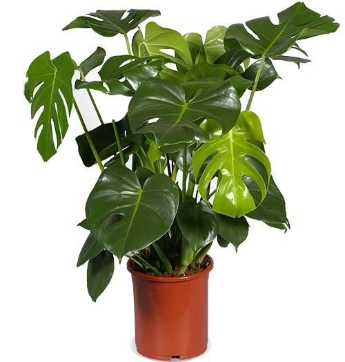 Monstera deliciosa (Fensterblatt) (M)
