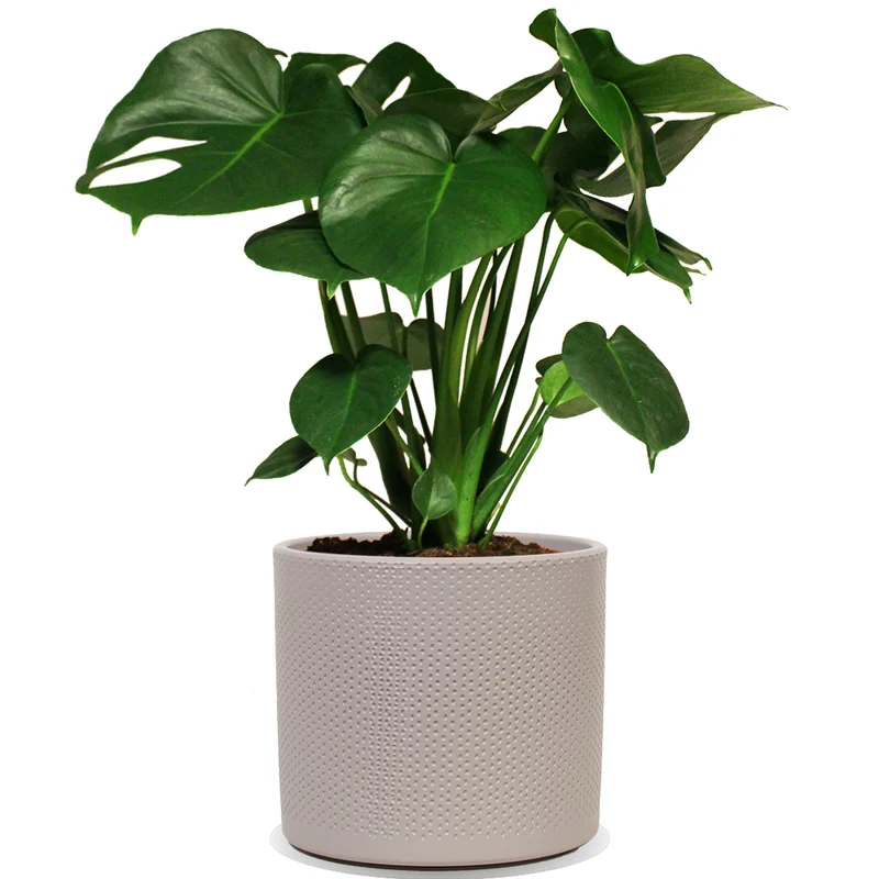 Monstera deliciosa (Fensterblatt) (M)