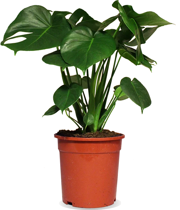 Monstera deliciosa (Fensterblatt) (M)