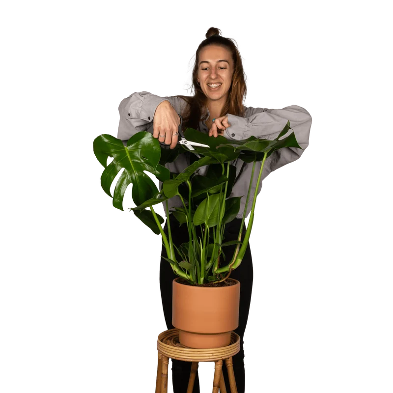 Monstera deliciosa (Fensterblatt) (M)