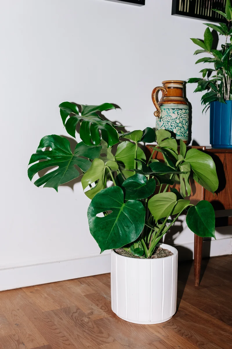 Monstera deliciosa (Fensterblatt) (M)