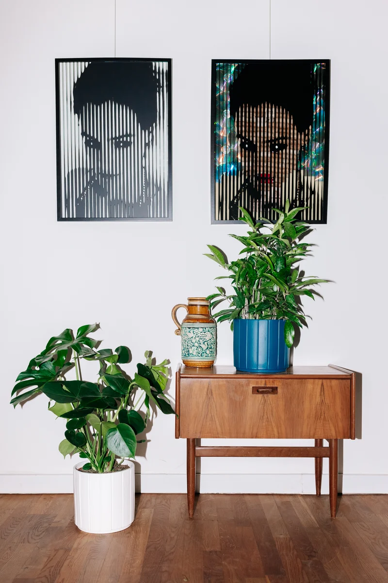 Monstera deliciosa (Fensterblatt) (M)