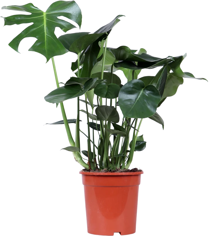 Monstera deliciosa (Fensterblatt) (M)