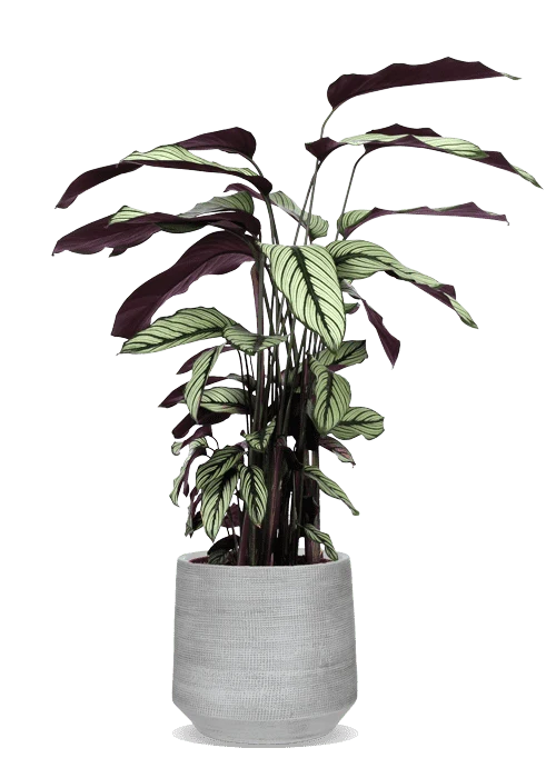 Calathea whitestar (Korbmarante) (M)