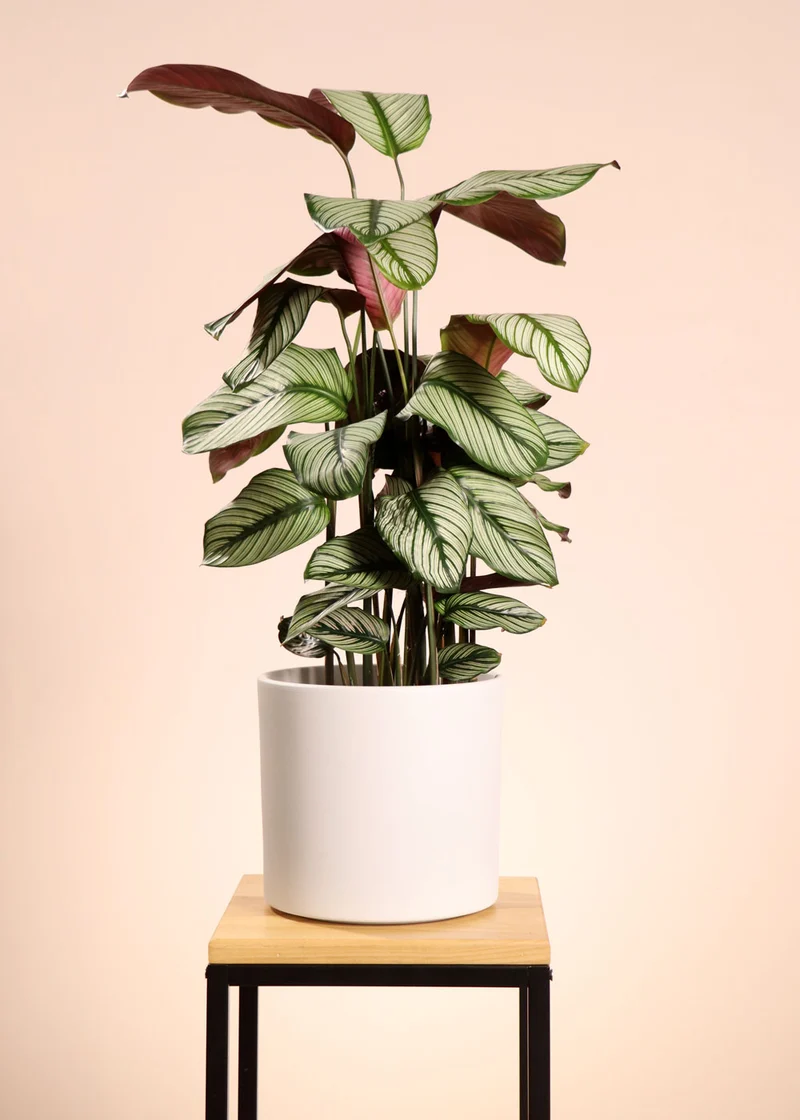 Calathea whitestar (Korbmarante) (M)