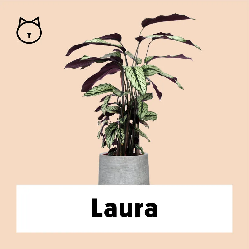 Calathea whitestar (Korbmarante) (M)