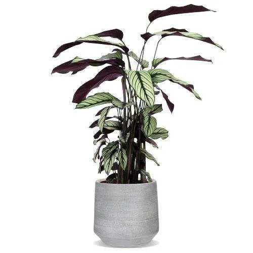 Calathea whitestar (Korbmarante) (M)