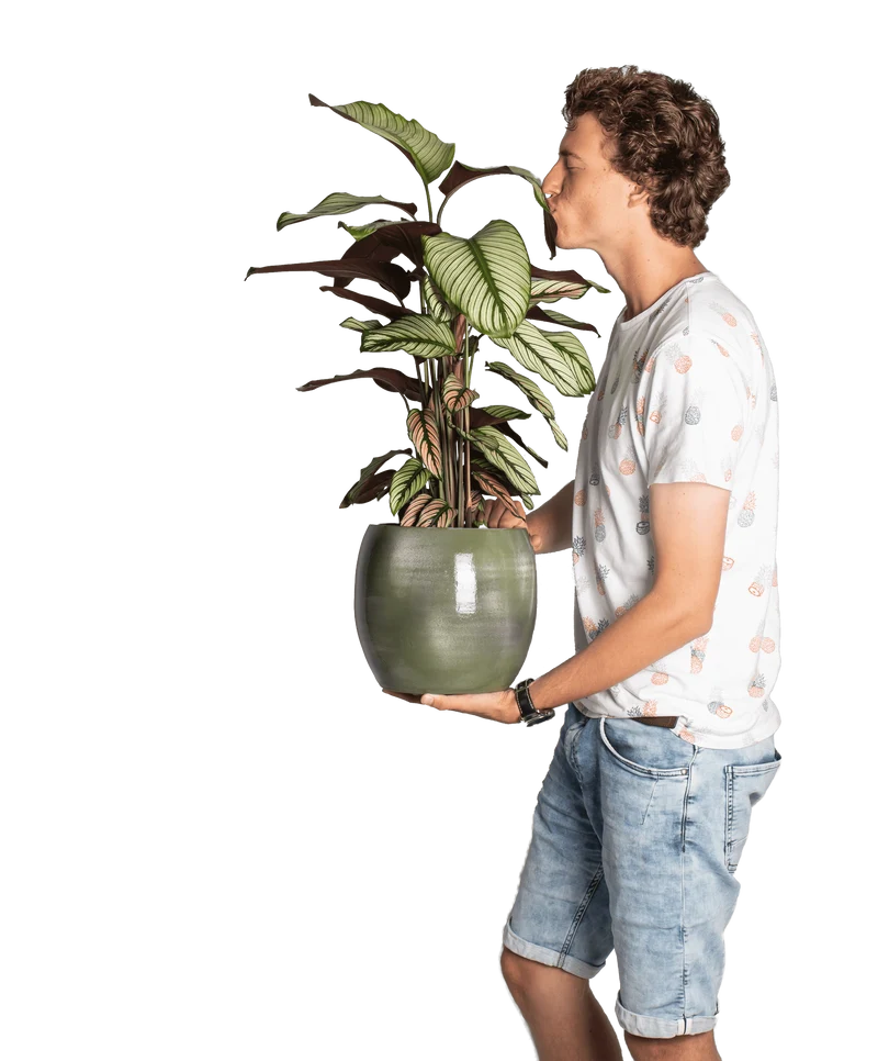 Calathea whitestar (Korbmarante) (M)