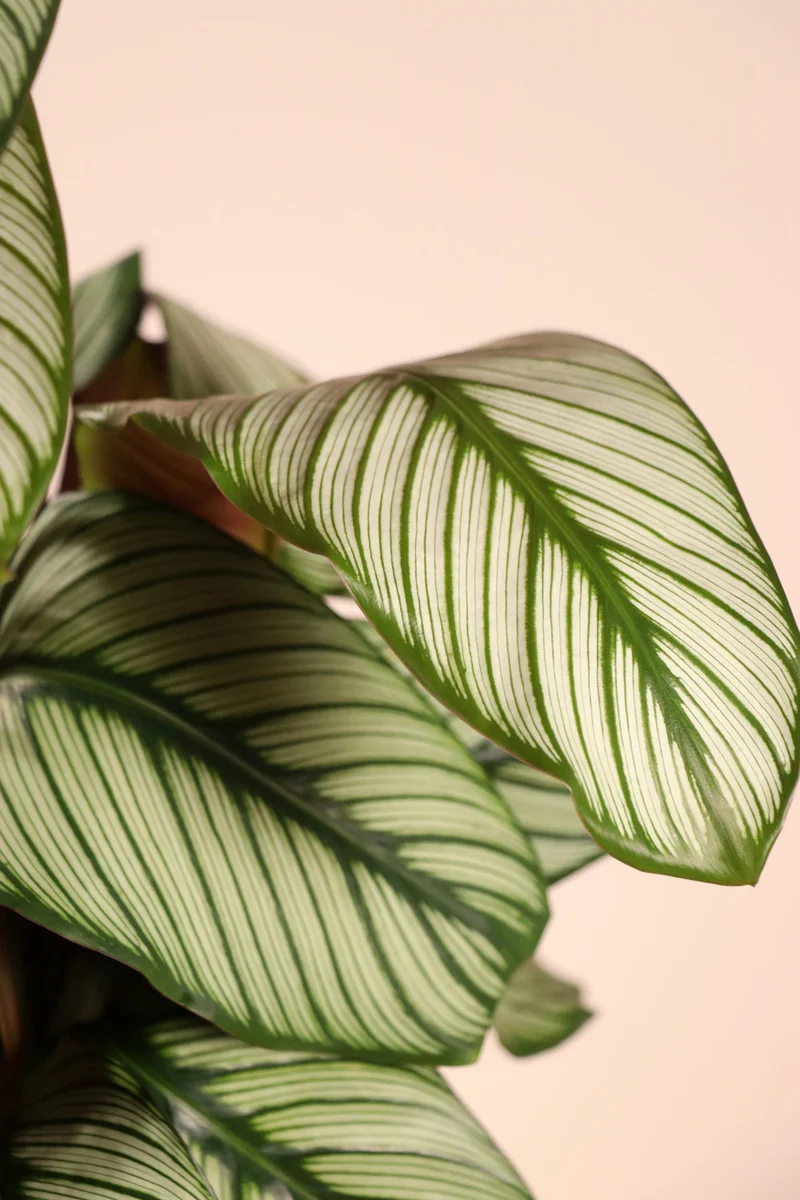Calathea whitestar (Korbmarante) (M)