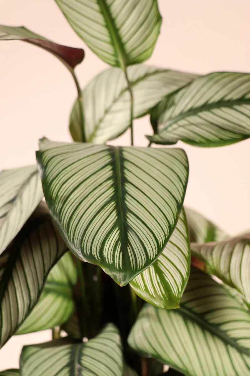 Calathea whitestar (Korbmarante) (M)