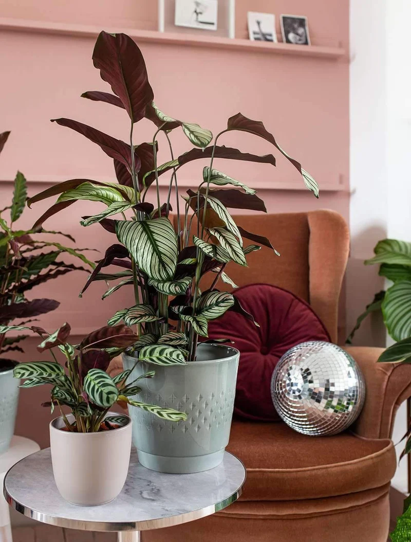 Calathea whitestar (Korbmarante) (M)