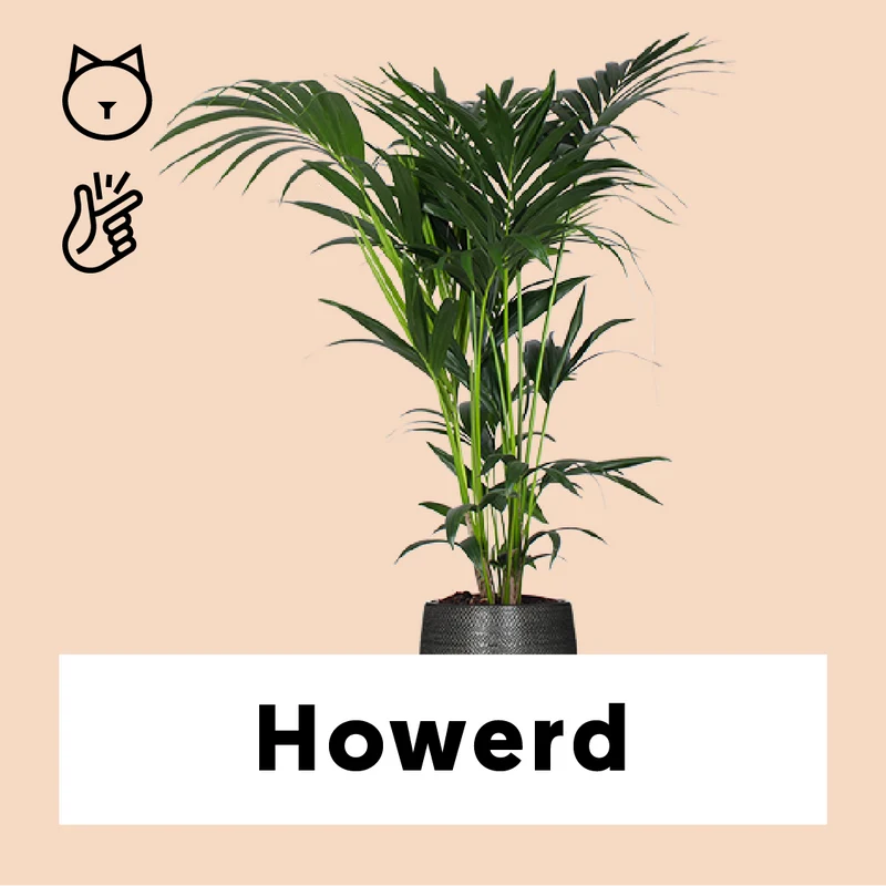 Howea forsteriana (Kentiapalme) (L)