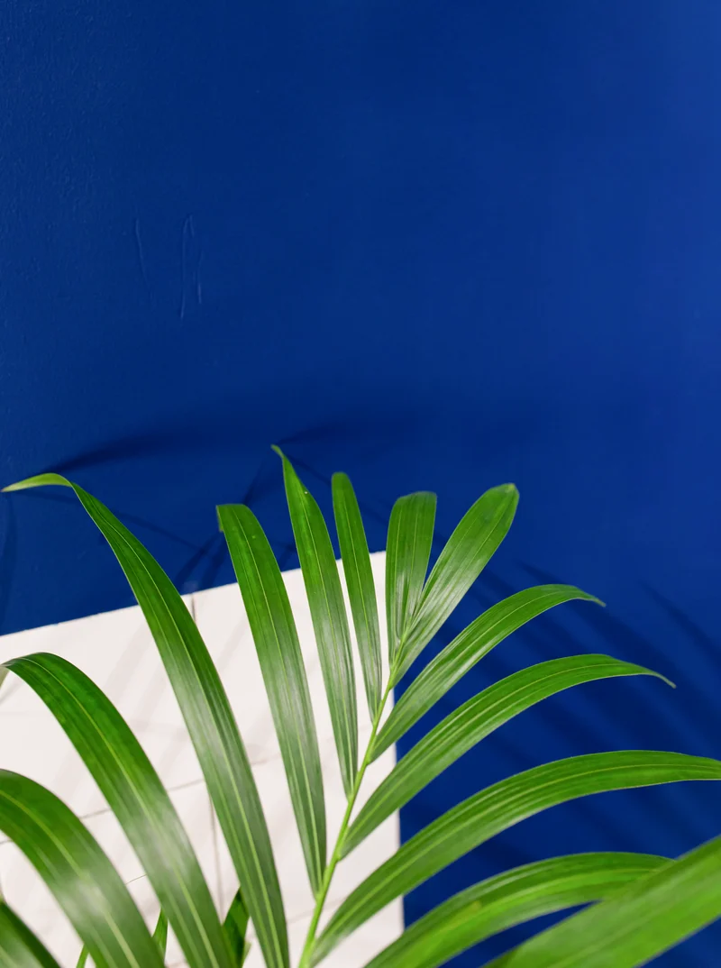 Howea forsteriana (Kentiapalme) (L)