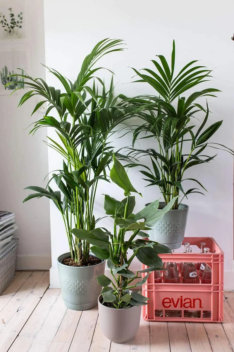 Howea forsteriana (Kentiapalme) (L)