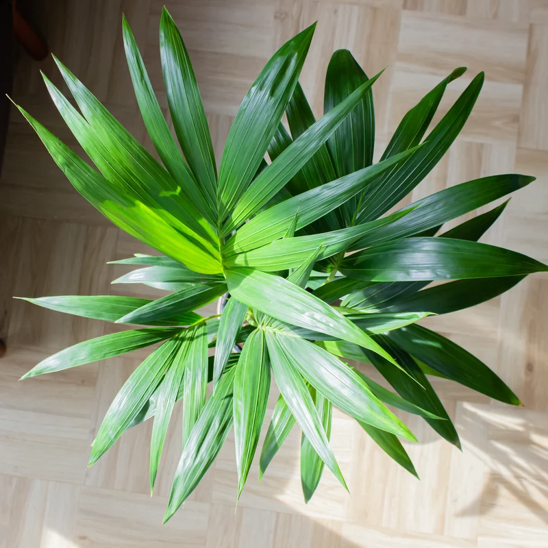 Howea forsteriana (Kentiapalme) (L)