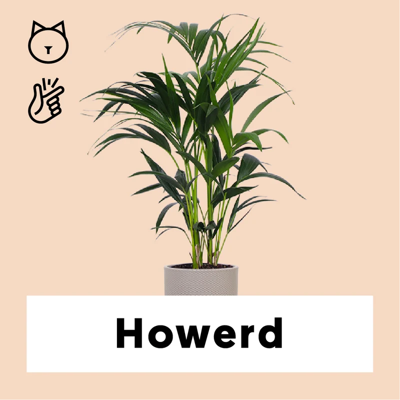 Howea forsteriana (Kentiapalme) (M)