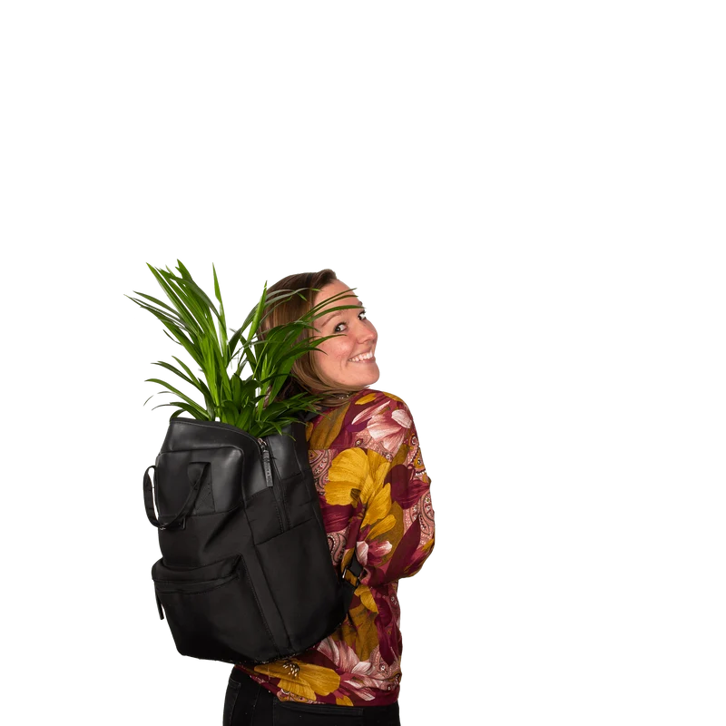 Howea forsteriana (Kentiapalme) (M)