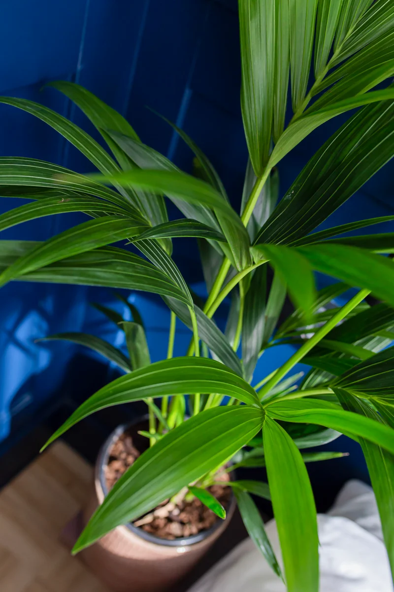 Howea forsteriana (Kentiapalme) (M)