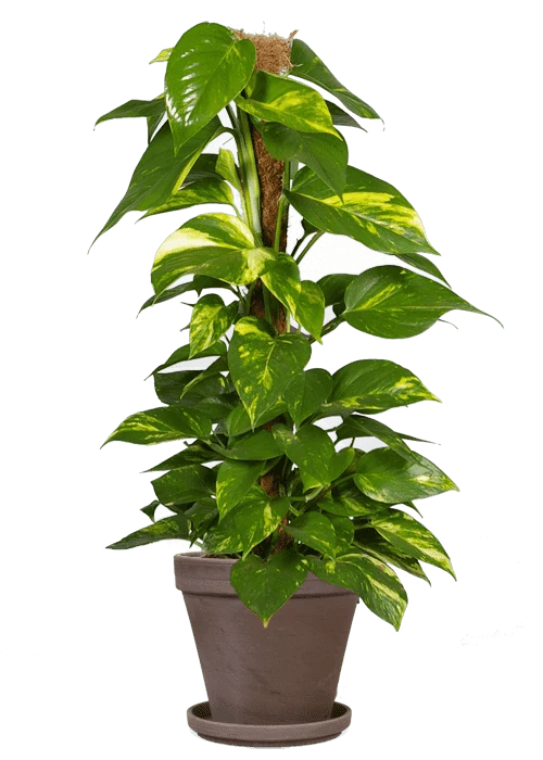 Epipremnum aureum (Efeutute) (L)