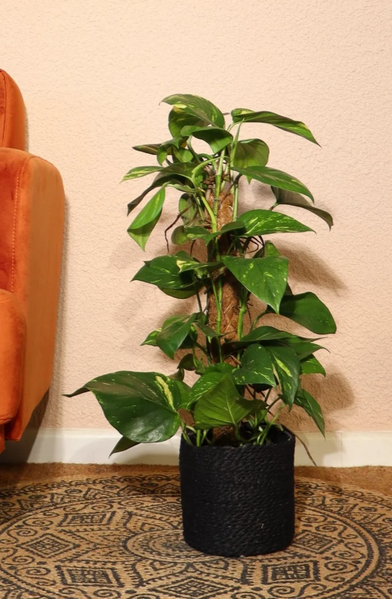 Epipremnum aureum (Efeutute) (L)
