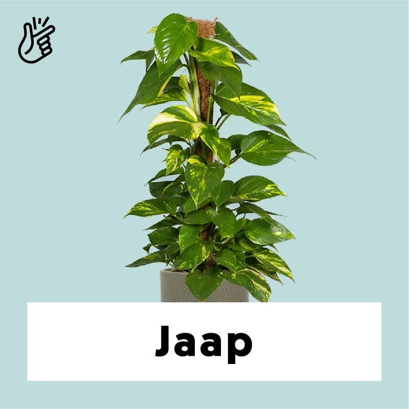 Epipremnum aureum (Efeutute) (L)