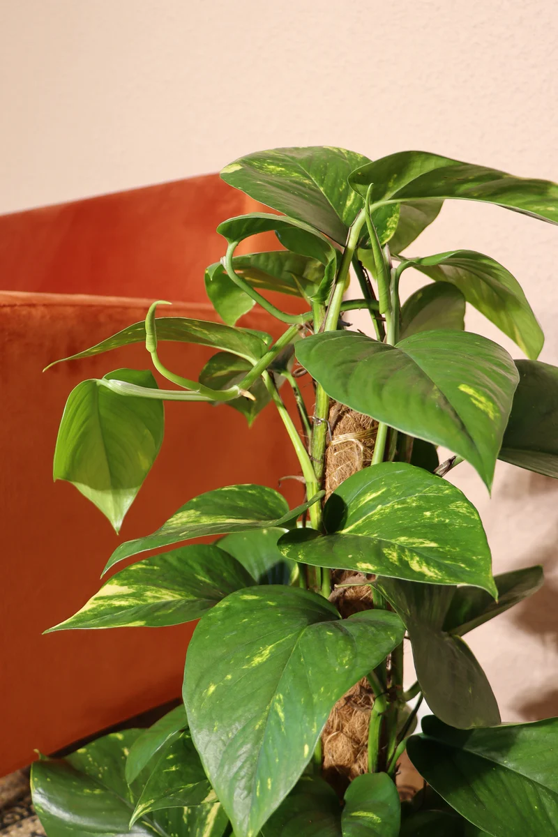 Epipremnum aureum (Efeutute) (L)