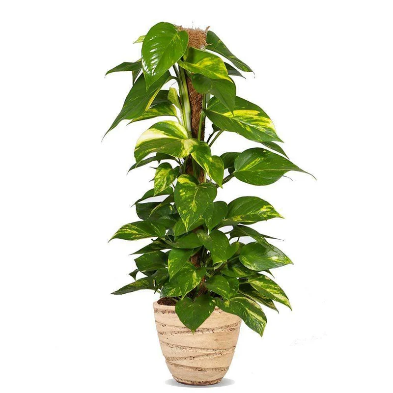 Epipremnum aureum (Efeutute) (L)