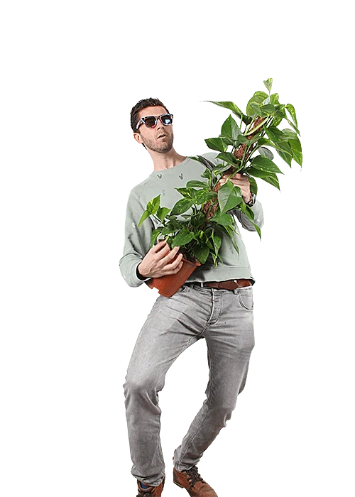 Epipremnum aureum (Efeutute) (L)