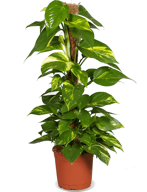 Epipremnum aureum (Efeutute) (L)