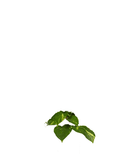 Epipremnum aureum (Efeutute) (L)