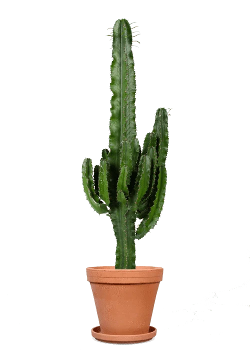 Euphorbia erytrea (Wolfsmilchkaktus) (L)