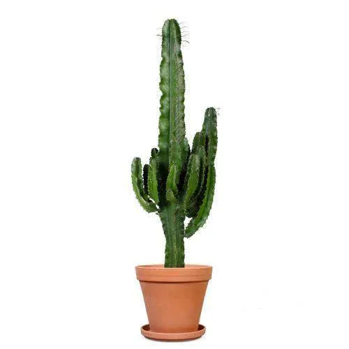 Euphorbia erytrea (Wolfsmilchkaktus) (L)
